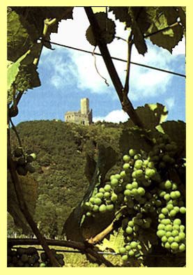 Chateau de l'Ortenbourg et vignoble